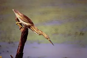 Grayii: Pond Heron - fishing