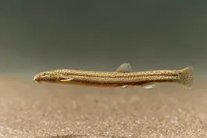 Beek: Pond Loach