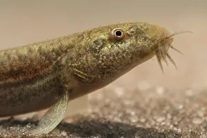 Barbels: Pond Loach