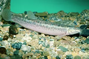 Pat Morris: POND LOACH