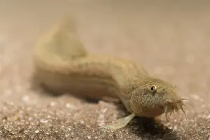 Beek: Pond Loach (Misgurnus anguillicaudatus) laying on the ground