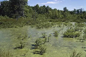 Eutrophic: Pond in New Jersey