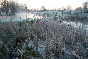 Bullrush: Pond full of reedmace / bulrush on a frosty morning