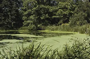 Eutrophic: Pond Scum in Wisconsin