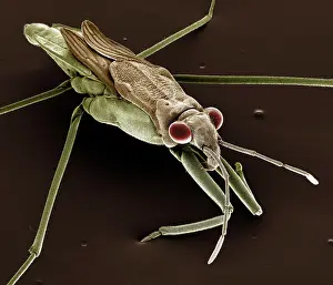 Lacustris: Pond Skater