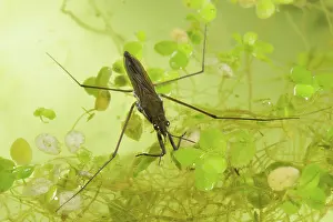 Algae: Pond skater