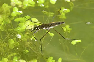 Algae: Pond skater