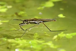 Algae: Pond skater
