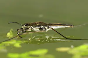 Algae: Pond skater