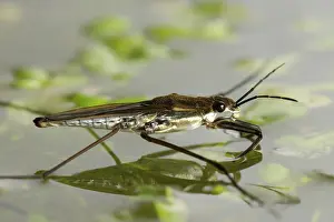 Algae: Pond skater
