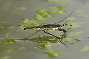 Algae: Pond skater