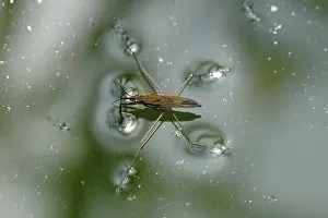 Algae: Pond skater