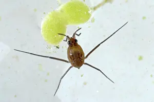 Algae: Pond skater Nymph