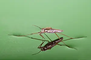 Lacustris: Pond skater - resting on surface of water