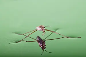 Lacustris: Pond skater - resting on surface of water