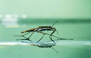 Film: Pond SKATER - on water surface