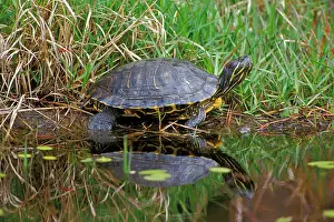Slider: Pond Slider Turtle resting on log in pond