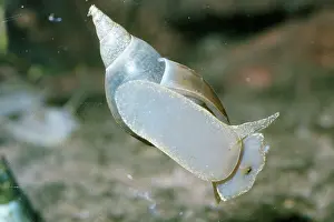 Glass: POND SNAIL / Great Pond Snail - From beneath, on glass