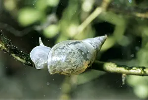 Molluscs: POND SNAIL / Great Pond Snail - ON A TWIG