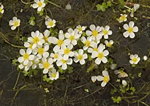 Peltatus: Pond water CROWFOOT