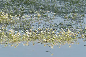 Oberlausitzer: Pond Water-crowfoot