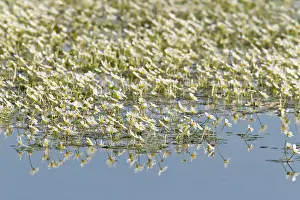 Oberlausitzer: Pond Water-crowfoot