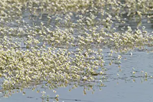Oberlausitzer: Pond Water-crowfoot
