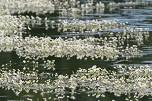 Oberlausitzer: Pond Water-crowfoot