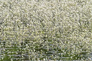Oberlausitzer: Pond Water-crowfoot