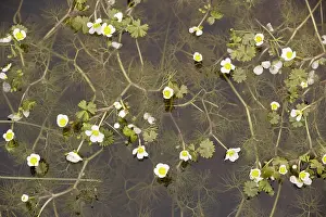 Peltatus: Pond water crowfoot - in coastal pond