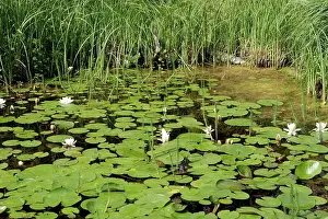 Pads: Pond with waterlily and Common Mare's Tail (Hippuris