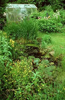 Greenhouses: Pond in Wildlife Garden