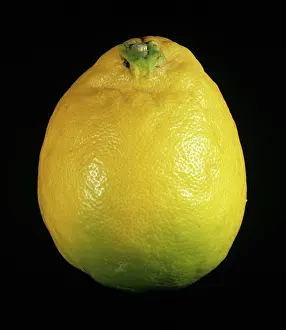Lemon: Ponderosa Lemon