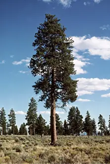 Pines: PONDEROSA PINE
