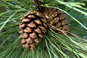 Needles: Ponderosa Pine, Bull Pine, Blackjack Pine or Western