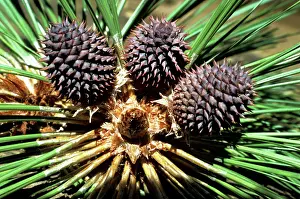 Ponderosa: Ponderosa Pine - cones