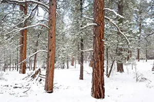 Ponderosa: Ponderosa pine forest - in snow