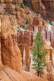 Adam Jones: Ponderosa pine and hoodoos Bryce Canyon National Park, Utah
