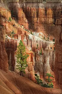 Adam Jones: Ponderosa pine and hoodoos Bryce Canyon National Park, Utah