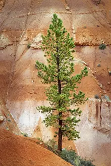 Adam Jones: Ponderosa pine and hoodoos Bryce Canyon National Park, Utah
