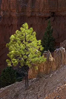 Adam Jones: Ponderosa pine and hoodoos Bryce Canyon National Park, Utah