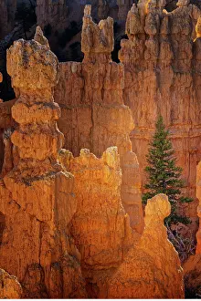 Adam Jones: Ponderosa pine and hoodoos Bryce Canyon National Park, Utah
