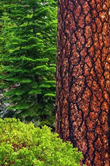 Russ: Ponderosa pine, Lassen Volcanic National Park, California