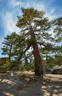 Pine: Ponderosa Pine, San Bernardino National Forest, California