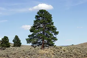 Ponderosa: Ponderosa pine tree