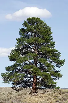 Ponderosa: Ponderosa pine tree