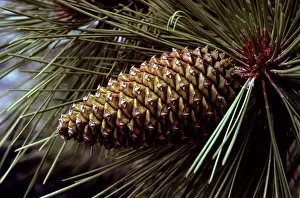 Bonnie Weisser: Ponderosa / Yellow Pine Cone