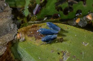 Hexapods: Pondweed Leafhopper, Macrosteles cyane, on the l