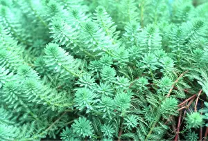 Weeds: PONDWEED - Water feather semi-emergent aquatic