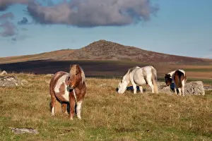 Bodmin: Ponies grazing